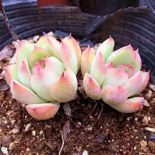 双头果冻色荷花 韩国进口多肉植物 绿植盆栽花卉一物一拍-淘宝网