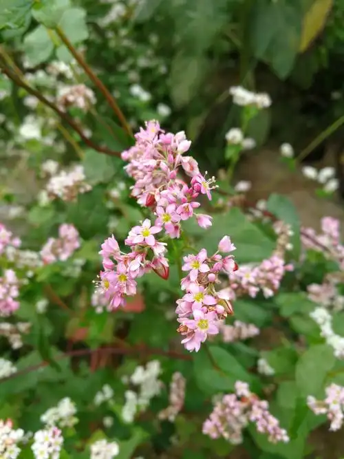 荞麦开花似海棠