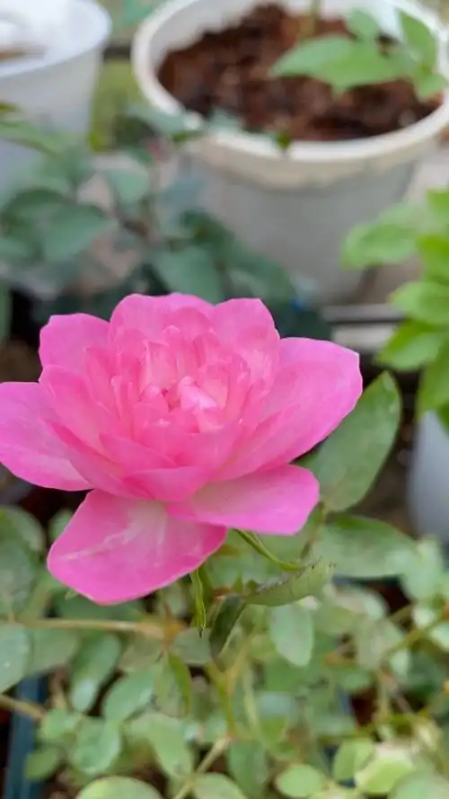 微型月季天荷繁星开花了,的确像荷花,挺漂亮的