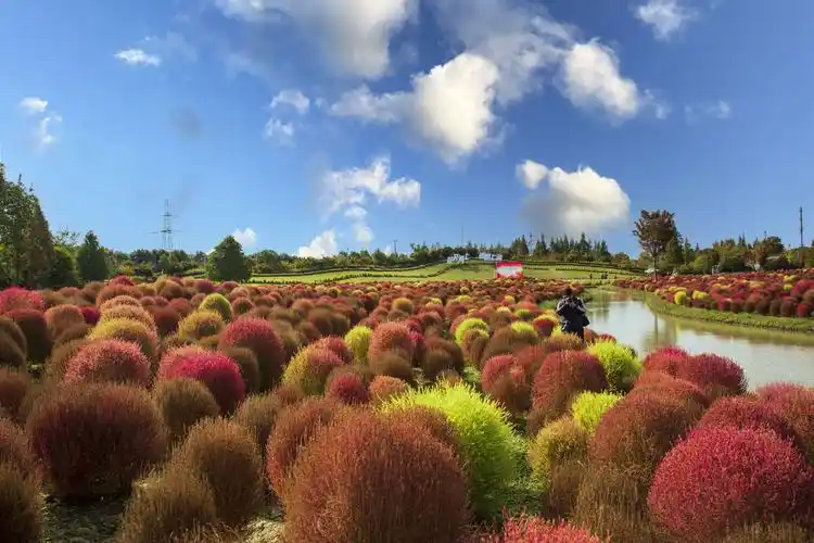 花开海上绚丽花海
