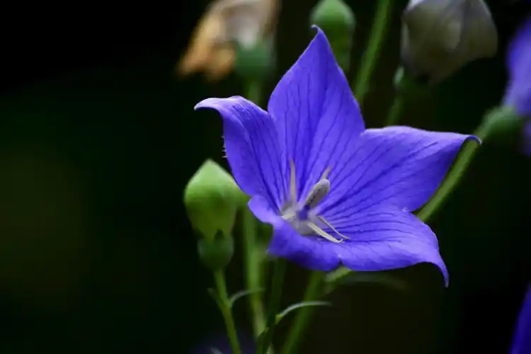 桔梗花