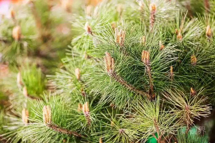 白松树枝照片-正版商用图片0wyx9t-摄图新视界