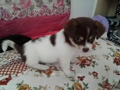 这是什么狗,聪明吗,能活几年