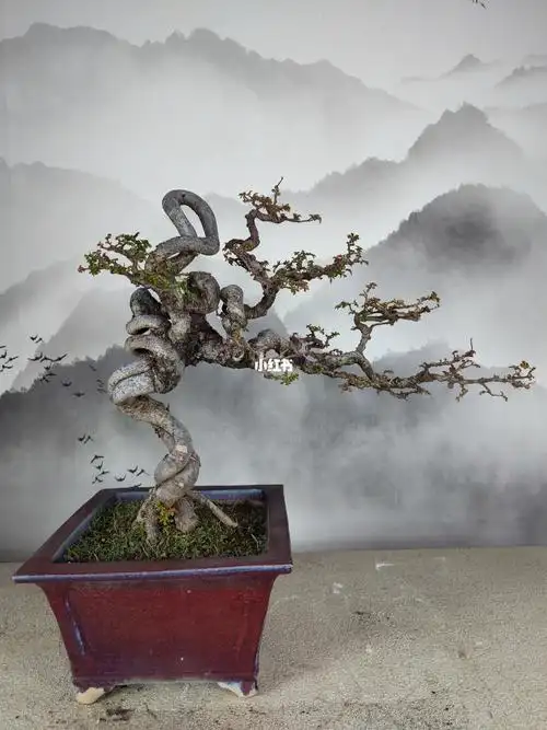 形如盘龙苍劲有力