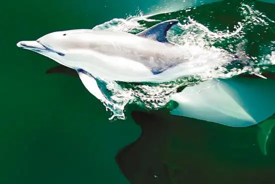 短吻真海豚(图)