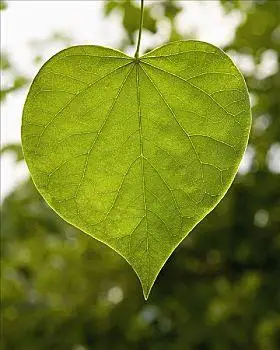 心形,叶子美国,田纳西,心形,藤叶,画廊心形,植物心形甜品甜品沙拉