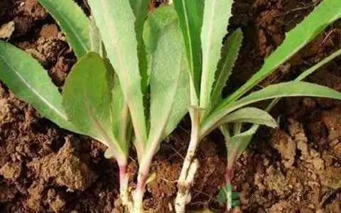 sojak,属菊目,山莴苣 (《救荒本草》),野生菜(《广州植物志》),土