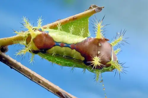 黄刺蛾 (幼虫) cnidocampa flavescens(walker),心禅关注