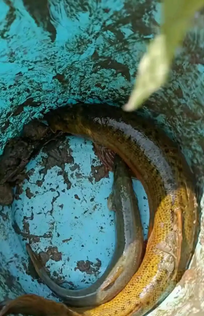 这么大的泥鳅还是第一次看到呢?是蒸还是油炸?