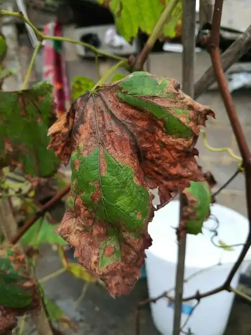 我家葡萄叶子枯黄是什么原因 ? 下图是实拍图