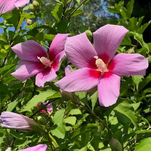 美丽的木槿花带来夏日好心情锦葵科植物