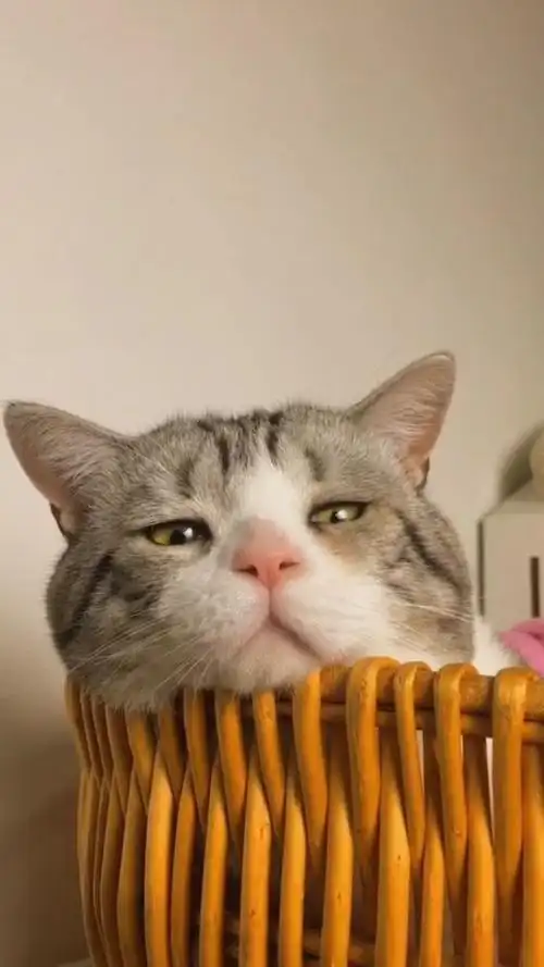 看见了我的悲伤了吗?一只猫抗下所有的感觉,好累.