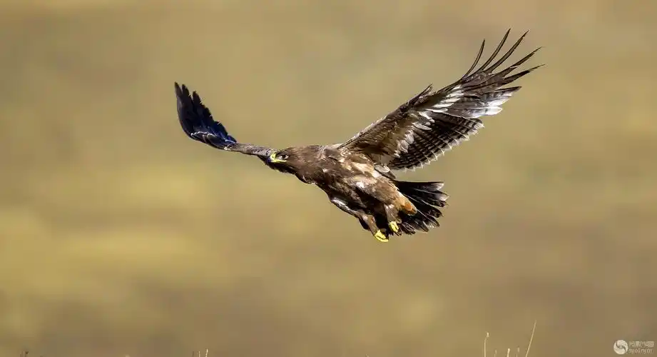 大鹏展翅草原雕