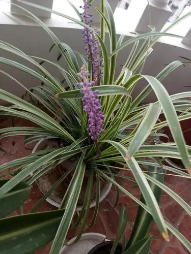 有喜欢金边麦冬的吗今天终于开花了