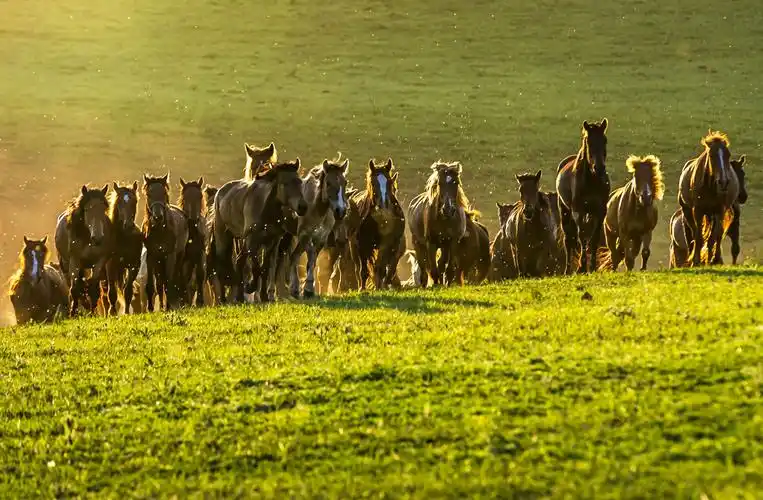 坝上草原骏马奔腾