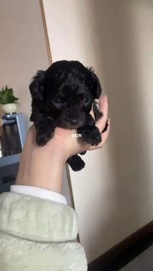 洛阳小体灰泰迪出售