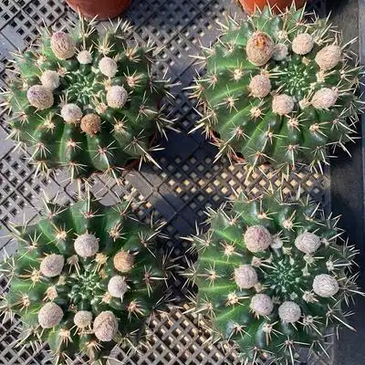 仙人球狮子王丸图片