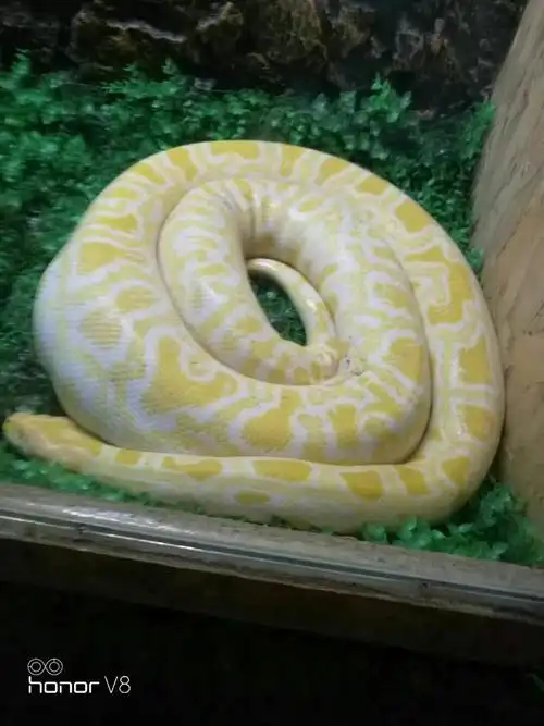 白色的蟒蛇!