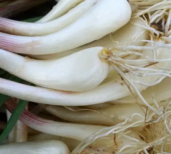 新鲜藠头农家特产荞头泡菜薤白酸蕌头 蔬菜新鲜茭头 现挖现发 5斤包邮