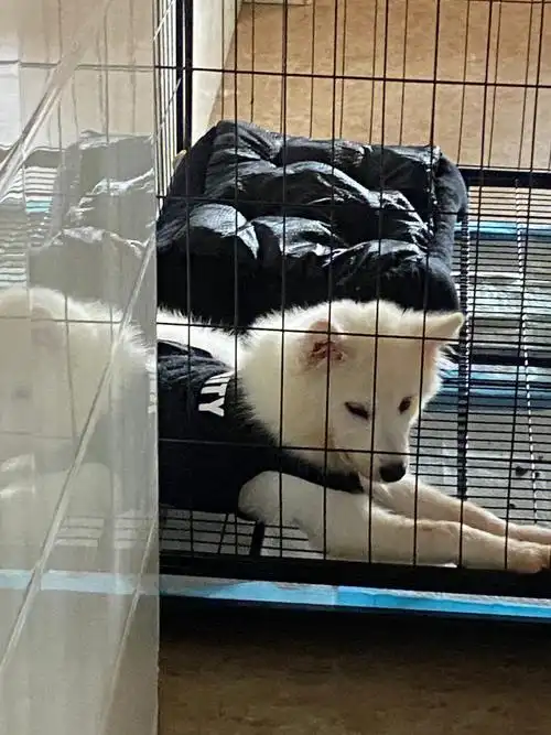 五个月萨摩耶求领养