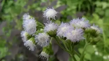 每日一学草药31白花臭草