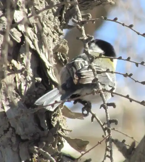 一定不要到集市上买死去的鸟吃
