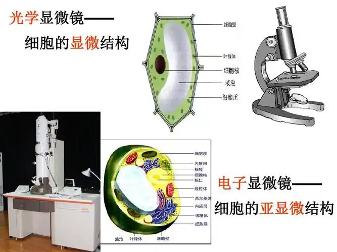 光学显微镜—— 细胞的显微结构 电子显微镜—— 细胞的亚显微结构