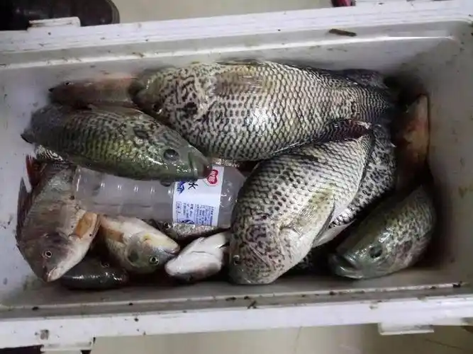 这鱼长得像罗非性情十分残暴有个特别好听的名字花老虎