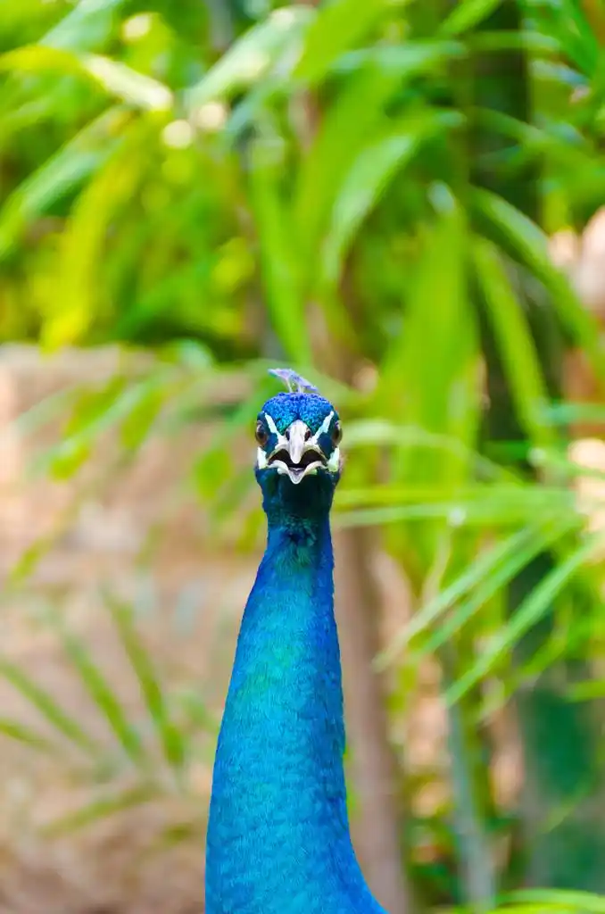 印度孔雀头的特写,印度孔雀头的特写.