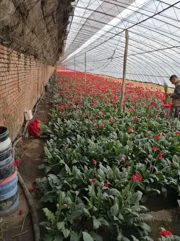 沈阳沈北新区花卉寻求销路