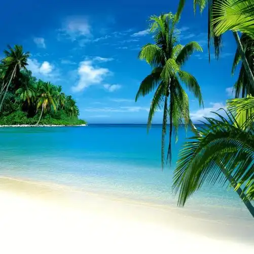 大海背景布 大海沙滩蓝天白云海边椰树风景主播拍视频段子直播背景布