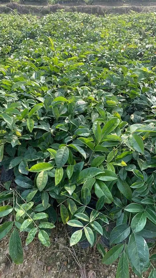 土茯苓苗土茯苓苗批发土茯苓苗供应土茯苓苗基地