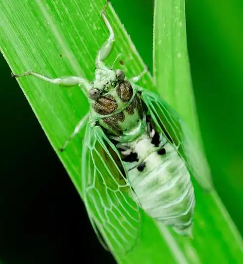 样子像缩小版的蝉,体长大概2厘米左右,绿色,鸣叫的声音尖锐响亮.