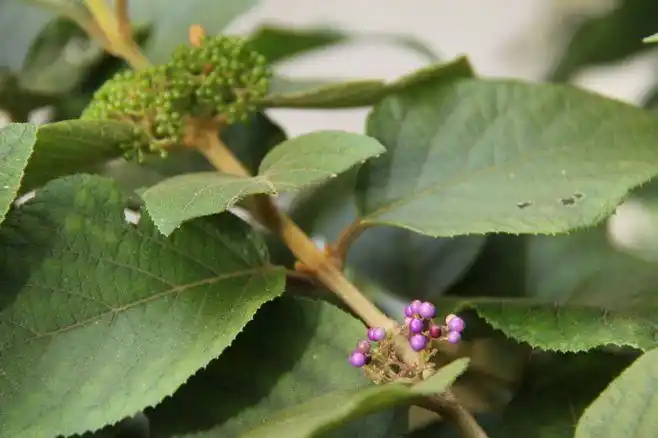 马鞭草科: 大叶紫珠(止血草)_你来看此花时_新浪博客