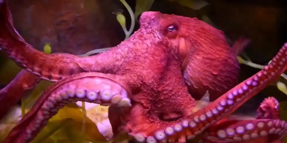 神秘的深海巨兽:巨大型章鱼到底有多少个触角