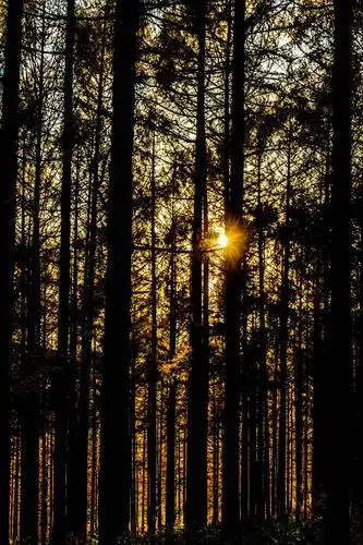 晚霞下的北山公园