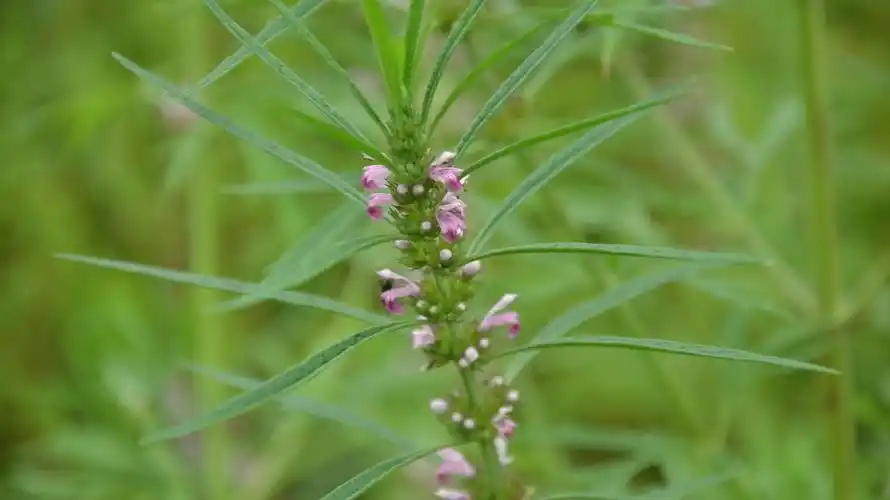止步小半城植物大课堂之花草集益母草