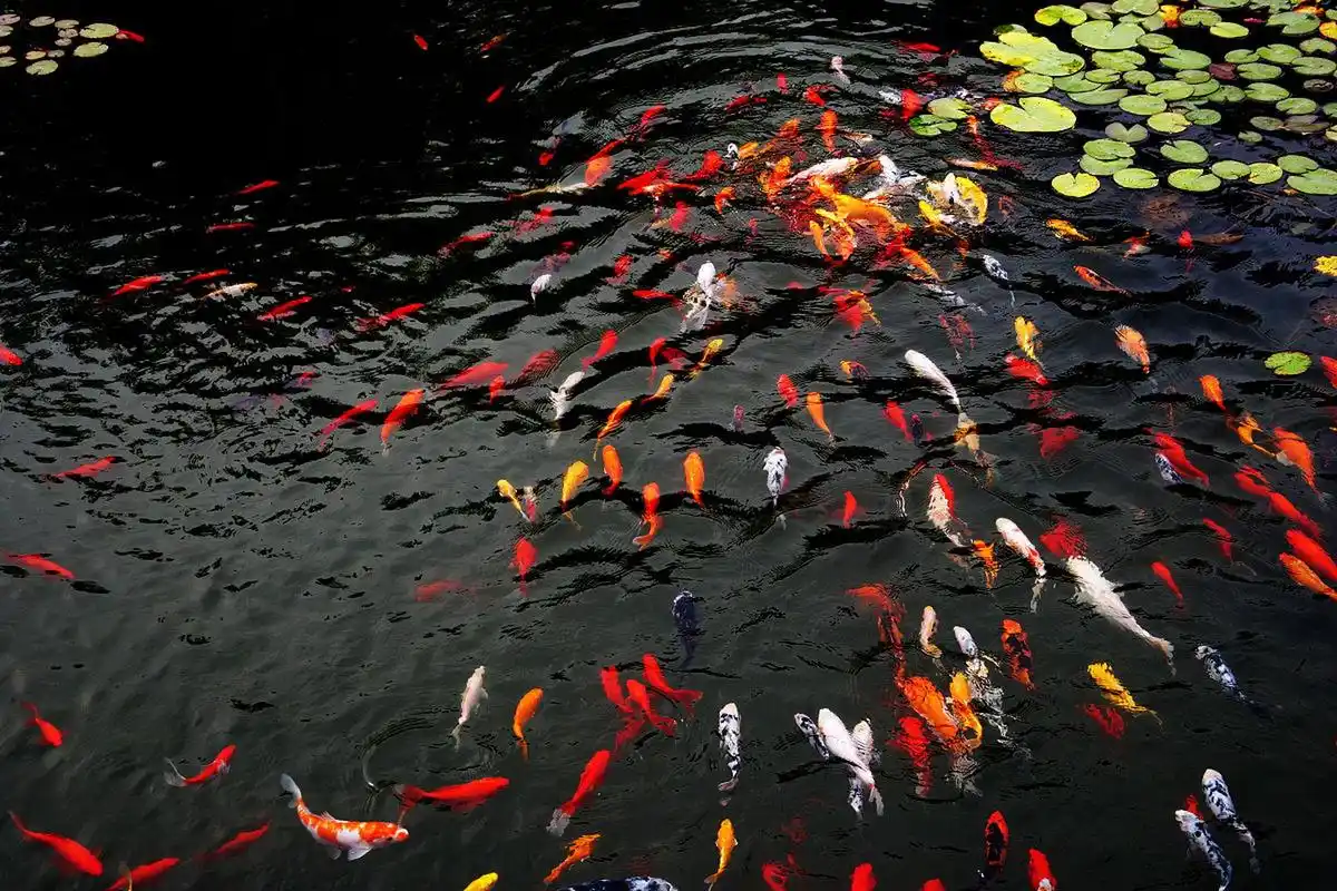 锦鲤在荷塘中欢快地跃动,倒映出池塘的美景.