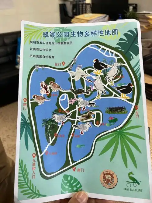 翠湖公园里小白鹭较为常见,中白鹭较少见.