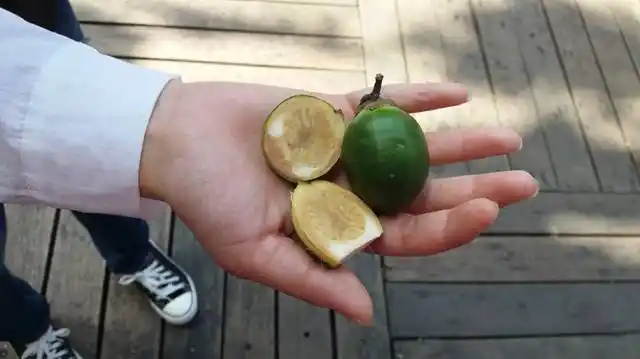 槟榔切开的样子,里面的不吃,嚼外面的.我没吃不知怎么样.