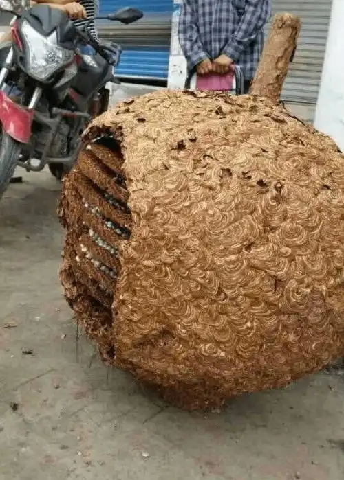 湖南发现超大蜂窝:直径1.5米足有78斤重图