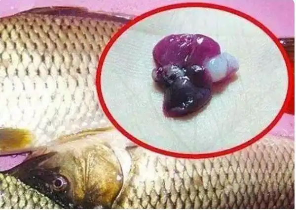 吃鱼胆过多容易造成肝肾功能的损伤,发生肾功能衰竭