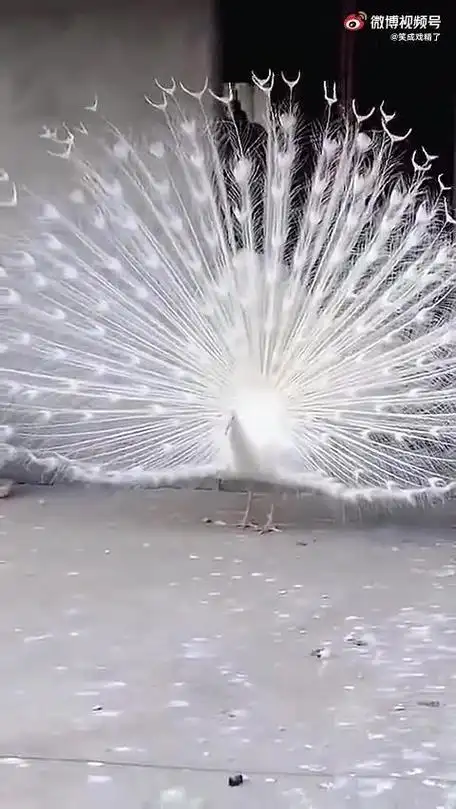 白孔雀开屏,愿能给你带来好运!#镜头下的笑容