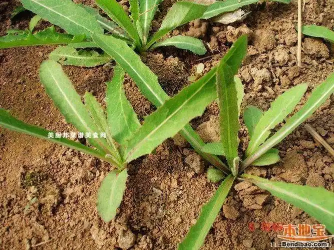 哪些野菜可以吃图片