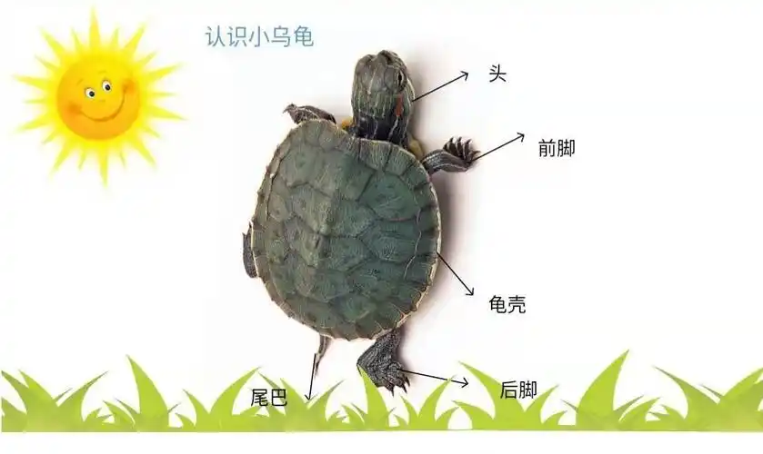 认识乌龟的身体结构,了解它的习性.