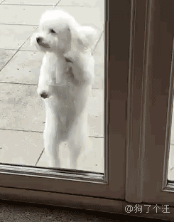 怕没人知道我什么品种,特意给我留张脸是吧