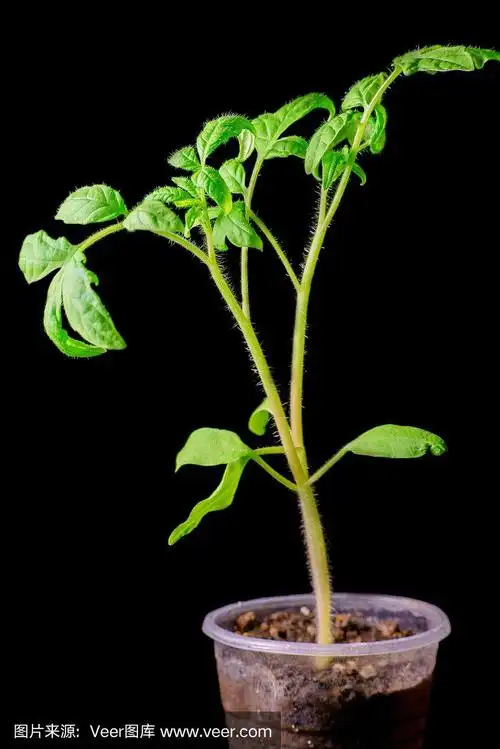 黑色背景上的番茄幼苗