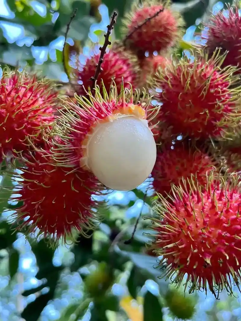 红毛丹(拉丁学名:nephelium lappaceum l - 抖音