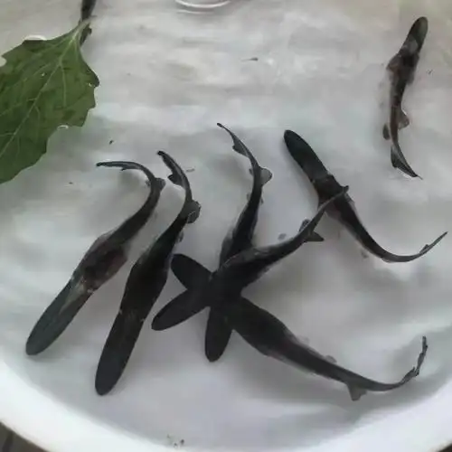 鸭嘴鱼鱼苗幼苗中华龙鱼观赏鱼鸭嘴鲟鱼苗鲟鱼苗鲜活淡水活鱼食用