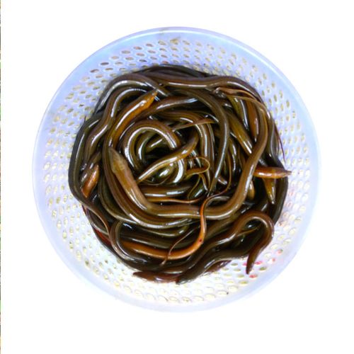 鲜活洪湖市小鳝鱼苗2斤70110条顺丰包邮黄鳝活盘淡水鱼类